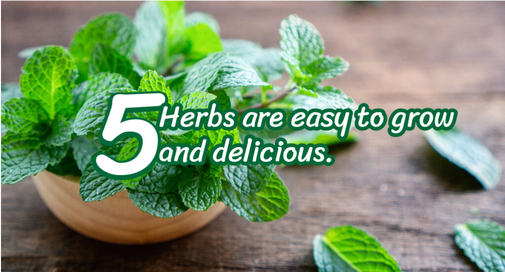 5 herbs that are easy to grow and delicious – Novolife