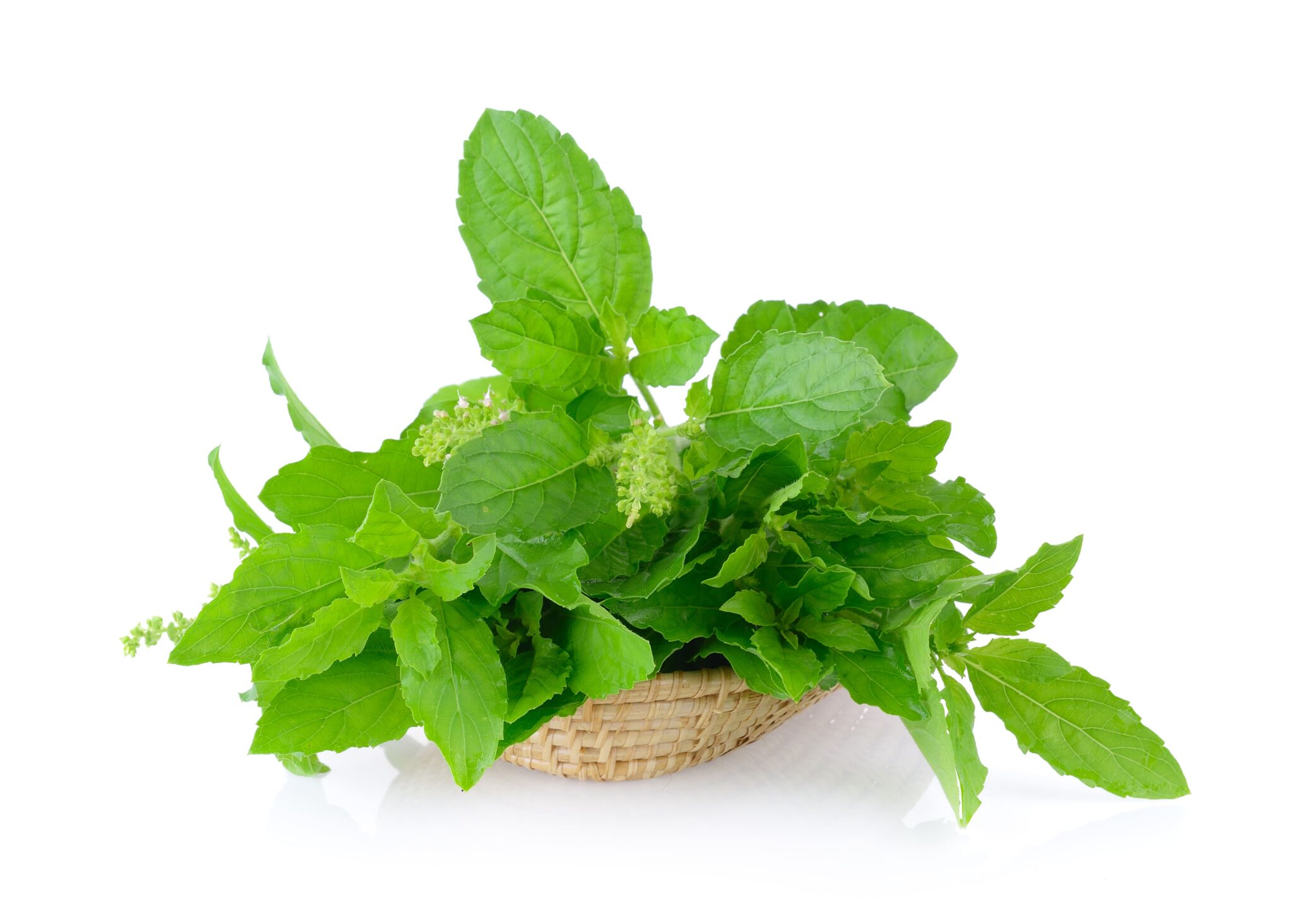 5 herbs that are easy to grow and delicious Novolife